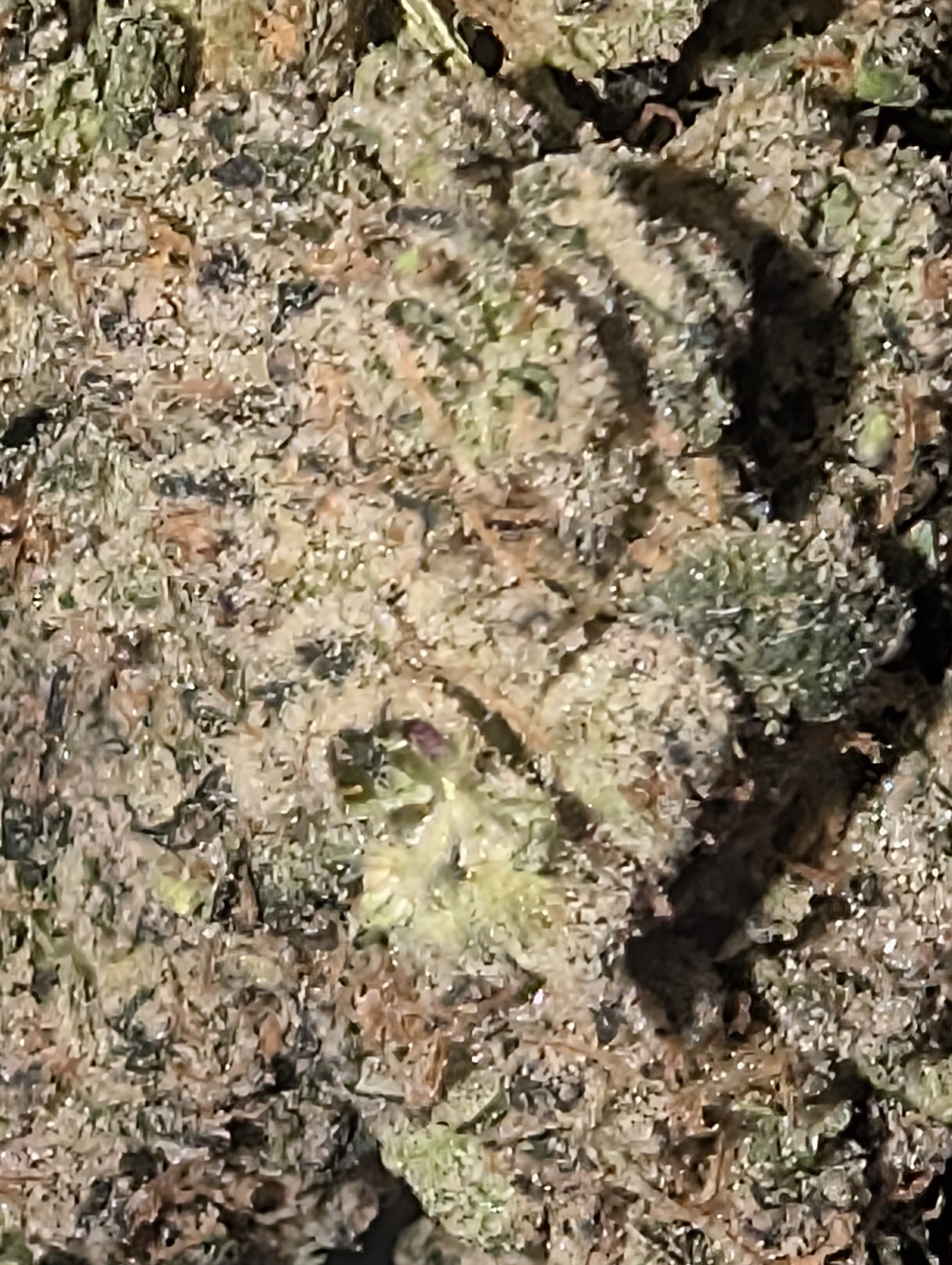 Gorilla Butter